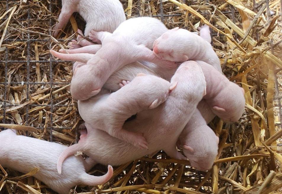 Ценный мех. Как в Беларуси растят норок и кто еще покупает шубы
