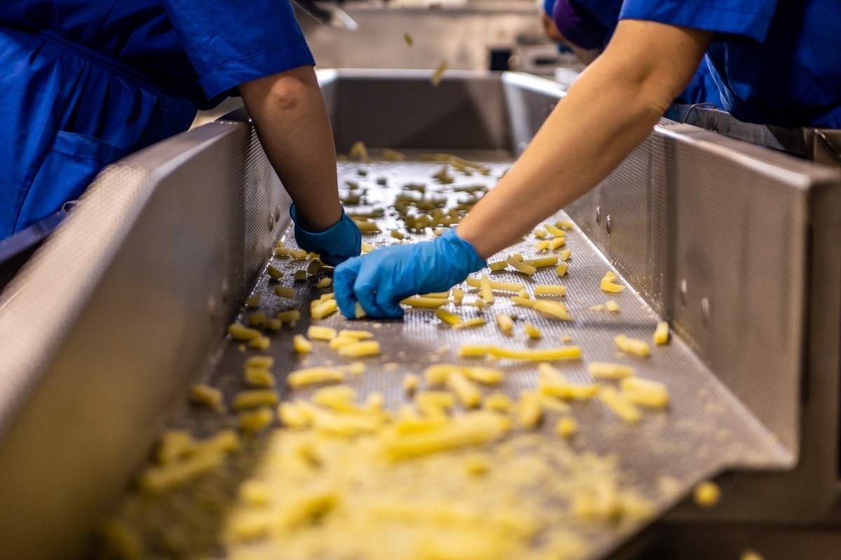 «Россия готова забирать всю продукцию». Как в&nbsp;Толочине делают картошку фри