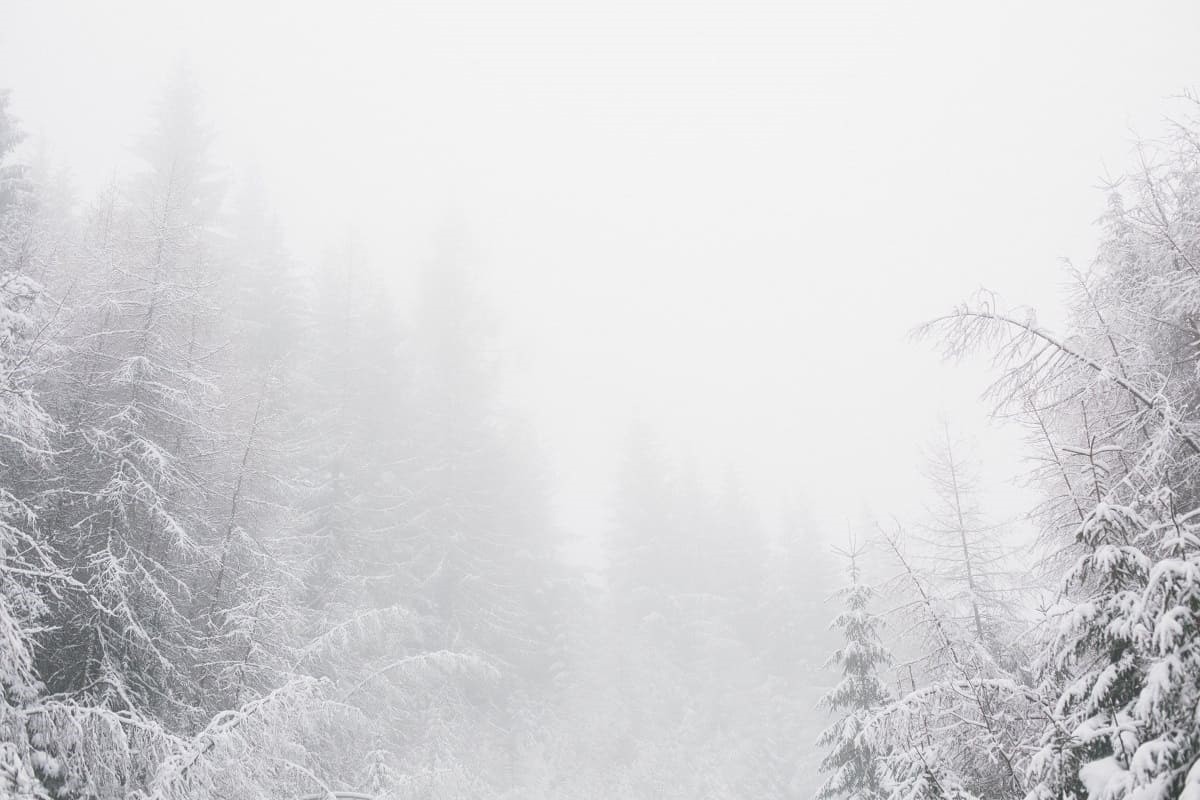 Туманы вместо сильных морозов. Какой погоды ждать на следующей рабочей неделе