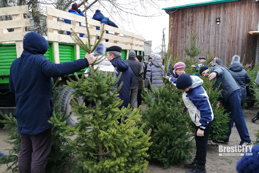 Когда в&nbsp;Беларуси откроются елочные базары