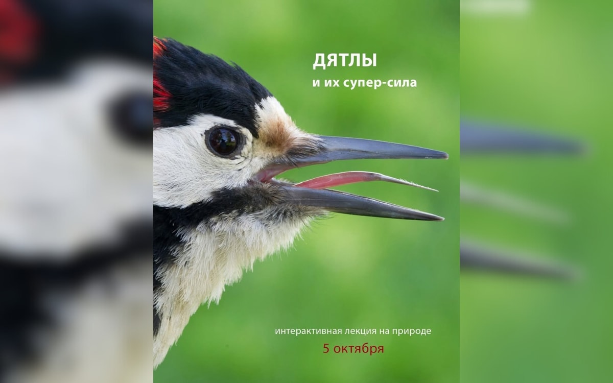 Новый фильм с&nbsp;ДиКаприо, органный концерт и&nbsp;лекция о&nbsp;дятлах: афиша с&nbsp;29&nbsp;сентября по&nbsp;5&nbsp;октября