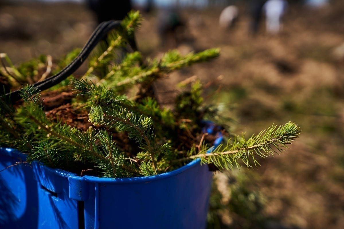Betera Green Week: восстановление леса в&nbsp;Беларуси и&nbsp;конвертация лайков в&nbsp;деревья. Кейс экологического проекта