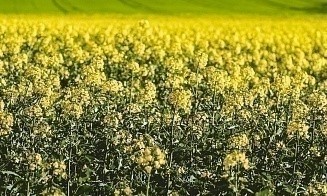 Сколько рапсового масла в белорусских магазинах и кто его выпускает
