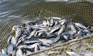 Поправки в Таможенный кодекс ЕАЭС могут привести к подорожанию рыбы