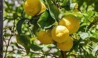 Власти Турции отменили запрет на экспорт лимонов