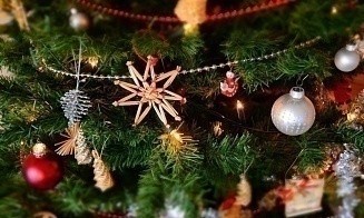 Когда в Беларуси начнут работать елочные базары