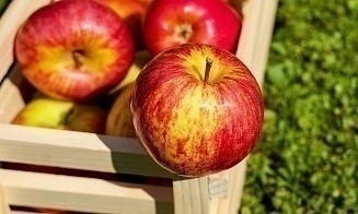 Производители фруктов смогут получить субсидии из бюджета