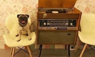 Ежи, мопсы и, конечно, котики. Кафе в Минске, где можно «пожмякать» животных