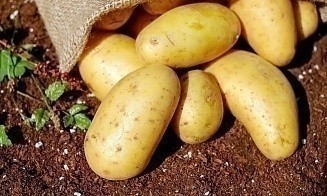 Что будет с экспортом белорусских овощей на фоне жары