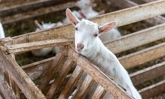 «Купите нас, недорого!» Что случилось с успешной козьей фермой и известным лабиринтом «Кукуполис»