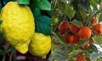 Зимние тропики и тайны красного коня: афиша с 5 по 11 января 