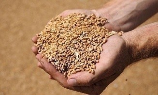 Польша официально продлила запрет на ввоз украинского зерна