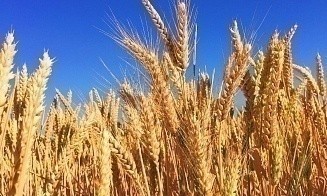 За 2022 год экспорт белорусской пшеницы вырос на 223%