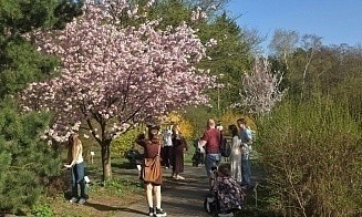 Орган в костеле и цветущая сакура в Ботаническом. Культурная афиша с 21 по 27 апреля 