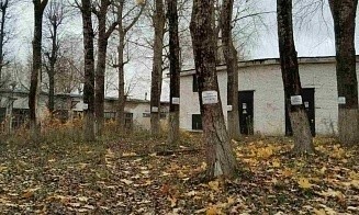В Борисове выставили на аукцион более 80 растущих деревьев, но не смогли продать