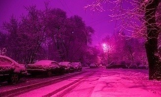 Белорусские ученые придумали, как защитить деревья от дорожной соли