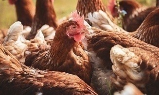 Беларусь вошла в топ-5 поставщиков мяса птицы в Китай 
