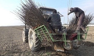Минфин дополнительно профинансирует закладку садов на 2,4 млн рублей