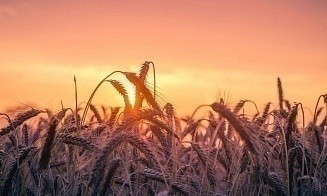 В белорусских магазинах начнут продавать фиолетовый хлеб
