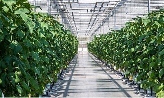 Под Брестом построят теплицы с искусственным интеллектом 