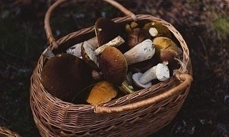 В Беларусь идет жара: по всей стране нельзя свободно ходить в лес
