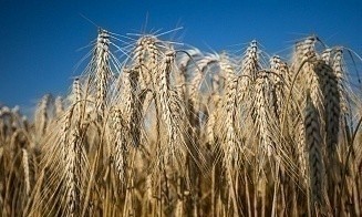От ада до импортозамещения. Можно ли делать деньги на зерне в Беларуси