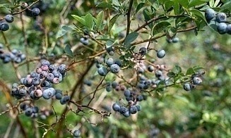 На севере России начнут выращивать белорусскую голубику