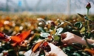 Цветочный рынок: как сейчас к нам попадают импортные розы и почему все так дорого