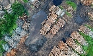 В Беларуси снова ввели лицензирование импорта товаров из древесины