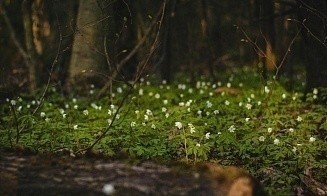 В Беларуси впервые в этом году ограничили посещение лесов. Где именно