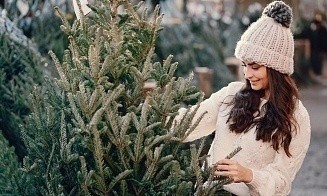 Сколько елок купили белорусы в канун новогодних праздников