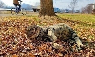 В Беларусь возвращается лето? Синоптики прогнозируют до +25°С 