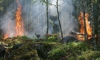 К весне во всех лесах Беларуси появятся видеокамеры