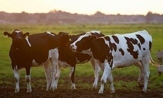 В Беларуси продолжает расти производство сельхозпродукции
