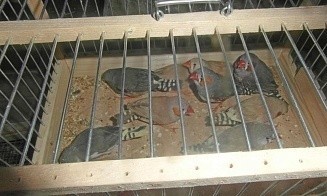 Из Беларуси в Россию не пропустили машину с кроликами, хомяками и попугаями