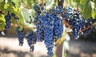 Бренд вермута Cinzano продали за €100 млн