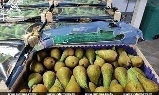 Из Беларуси в Россию хотели незаконно ввезти большую партию польских груш