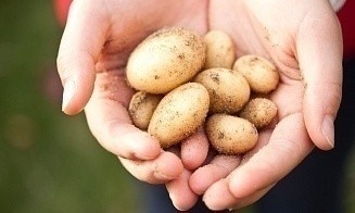 В МАРТ придумали, как обеспечить торговые сети картофелем и другими овощами