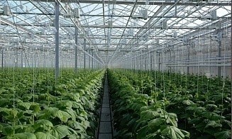 В Бобруйске ликвидируют тепличный комбинат, в который собирались вложить $18 млн