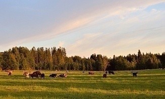 Транспортник с белорусскими корнями купил земли бывшего совладельца Черкизовского рынка