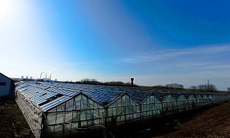 Теплицы агрокомбината «Ждановичи» опять хотят продать, но уже за $4,5 млн. Почему так дорого