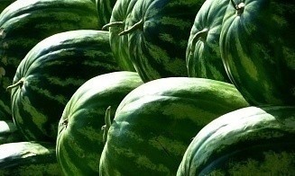 В Беларусь опять не пропустили крупную партию российских арбузов, а в Россию — нектаринов