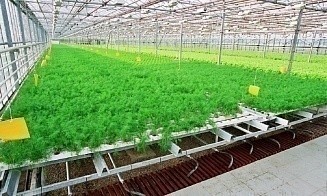 Государственный производитель овощей и цветов получил льготы при закупке удобрений