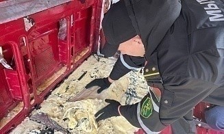 Крупнейшая партия в истории: в микроавтобусе на границе с Польшей нашли полтонны взрывчатки