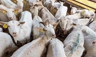 Беда козьей фермы, новые налоги для богатых и письма белорусских отцов — неделя за 3 минуты