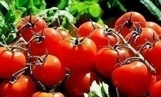 Появилась еще одна съедобная вакцина от коронавируса