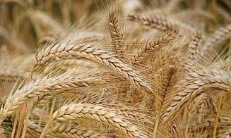 Белорусские ученые создали пшеницу фиолетового цвета