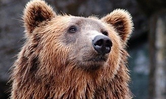 В Беларуси впервые разрешили охоту на медведя
