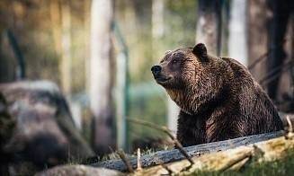 Стали известны условия недавно разрешенной охоты на медведя в Беларуси