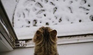 Мокрый снег и сильный ветер. С понедельника синоптики обещают зиму в Беларуси